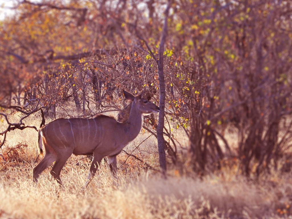 The Waterberg Biosphere Dinkweng Safari Lodge מראה חיצוני תמונה